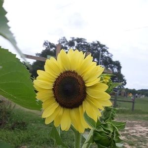 Meet your Posher, Xiaowen